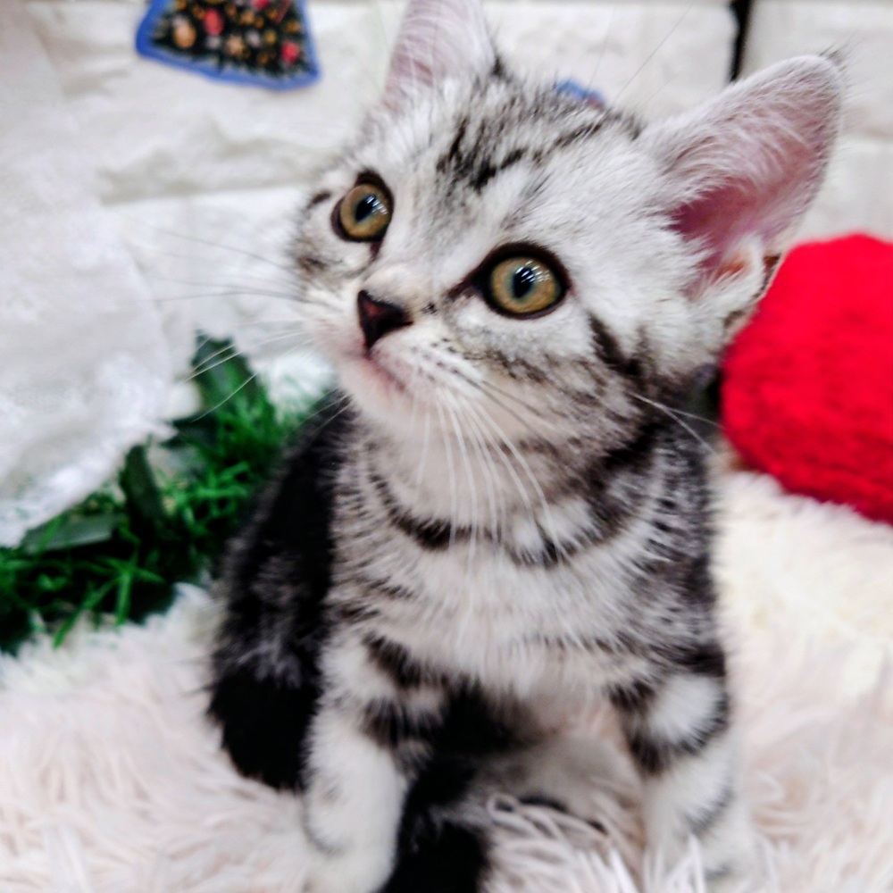 愛知県のアメリカンショートヘアー (犬の家＆猫の里MEGAドン・キホーテ東海名和店/2025年10月16日生まれ/男の子/シルバータビー)の子猫の3枚目の画像