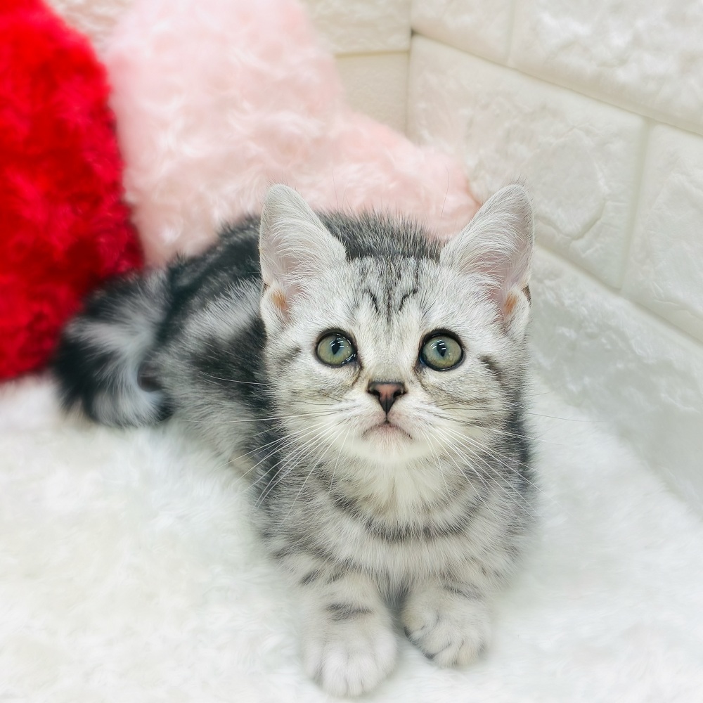 シルバー系のアメリカンショートヘアの子猫一覧 | ペットショップ 犬の