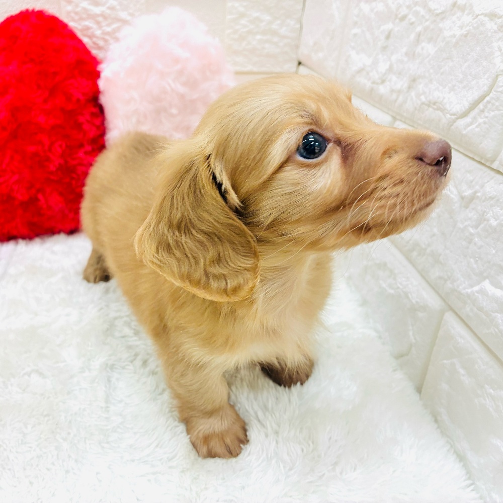 愛知県のミニチュアダックスフンド(ロング) (犬の家＆猫の里アミーゴ神の倉店/2025年10月19日生まれ/男の子/ゴールド)の子犬の3枚目の画像