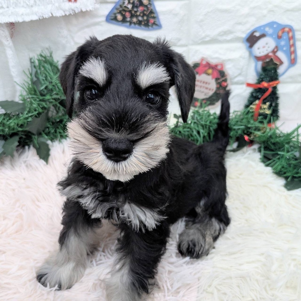 愛知県のミニチュアシュナウザー (犬の家＆猫の里MEGAドン・キホーテ東海名和店/2025年10月22日生まれ/男の子/ブラックシルバー)の子犬の3枚目の画像