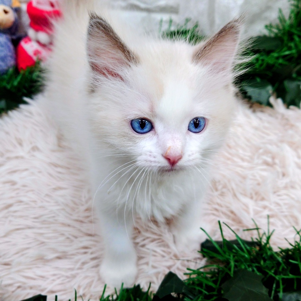 愛知県のラグドール (犬の家＆猫の里MEGAドン・キホーテ東海名和店/2025年10月22日生まれ/男の子/ブルーポイントバイカラー)の子猫の3枚目の画像