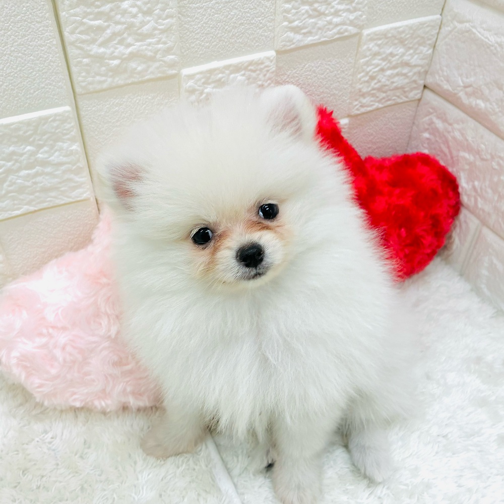 愛知県のポメラニアン (犬の家＆猫の里アミーゴ神の倉店/2025年10月23日生まれ/女の子/クリーム)の子犬の3枚目の画像
