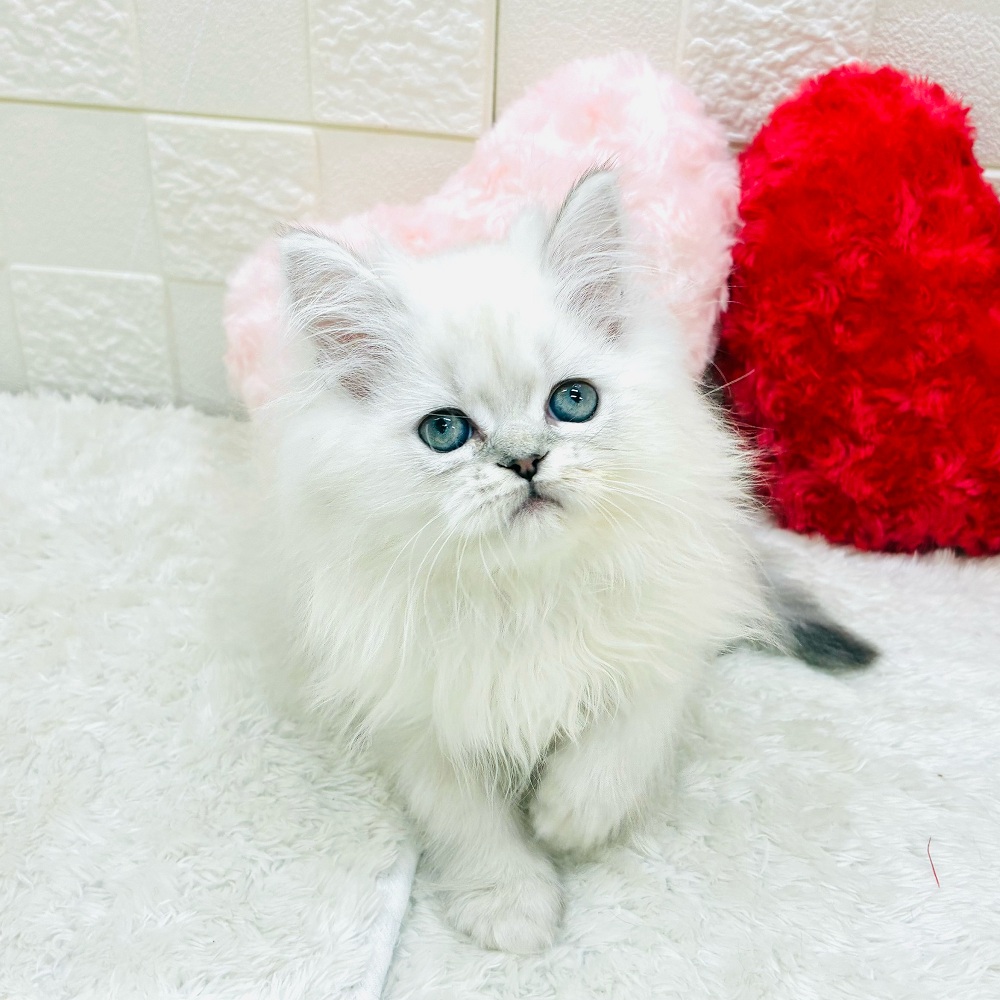 愛知県のミヌエット (犬の家＆猫の里アミーゴ神の倉店/2025年10月17日生まれ/男の子/シルバーマッカレルタビーホワイト)の子猫の3枚目の画像