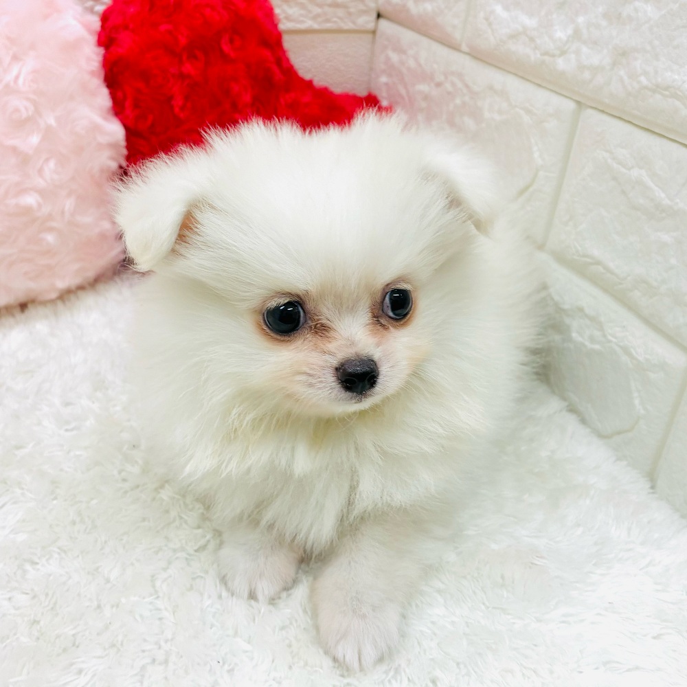 愛知県のポメチワ/チワポメ/ポメチー(ポメラニアン×チワワ) (犬の家＆猫の里アミーゴ神の倉店/2025年10月28日生まれ/男の子/クリーム)の子犬の3枚目の画像