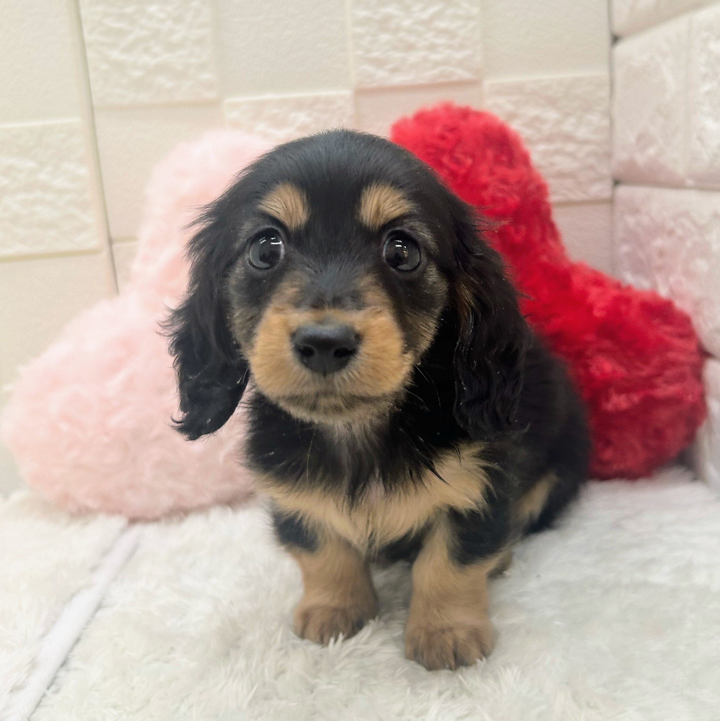 愛知県のミニチュアダックスフンド(ロング) (犬の家＆猫の里アミーゴ神の倉店/2025年10月28日生まれ/女の子/ブラックタン)の子犬の3枚目の画像