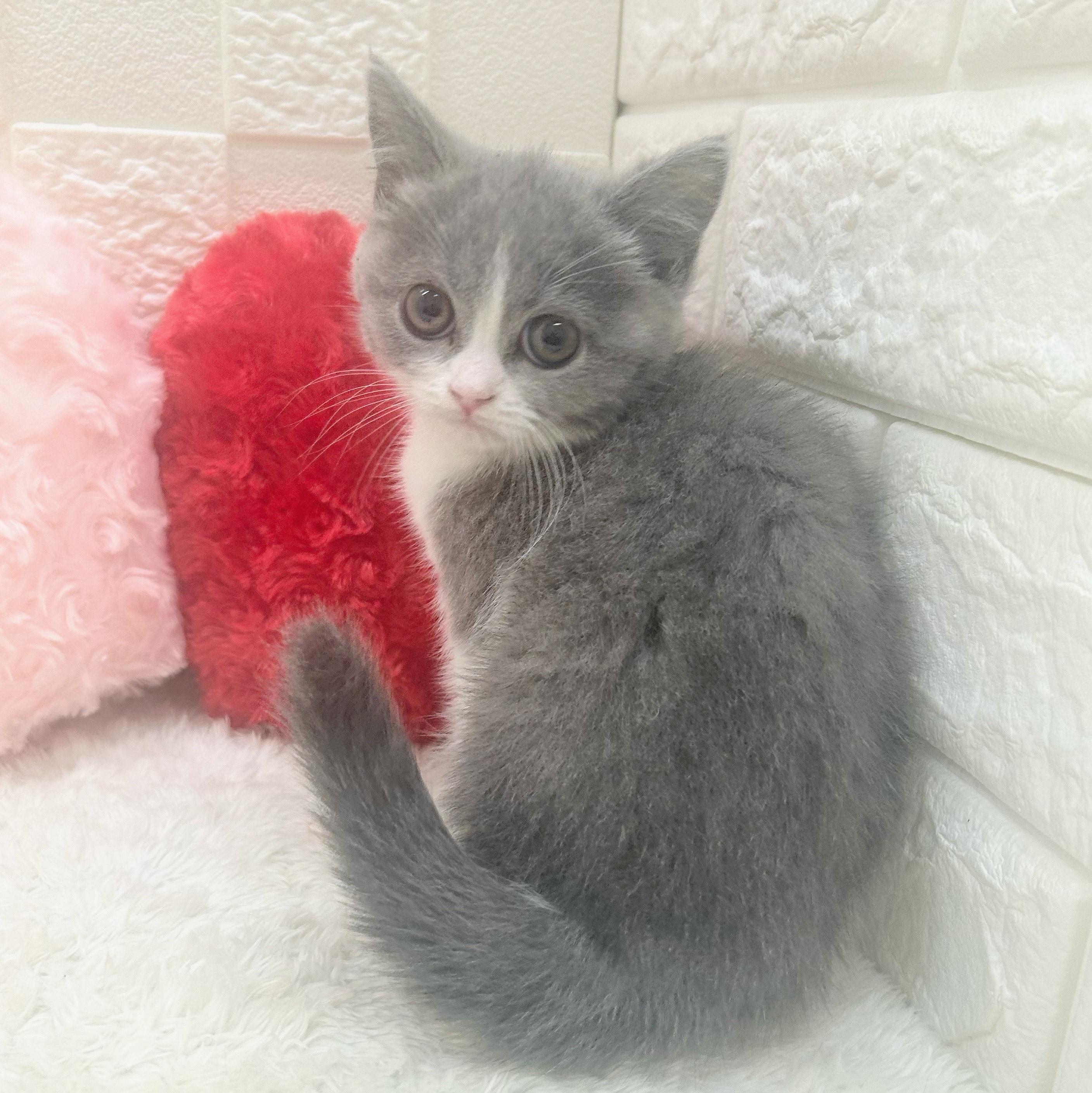 愛知県のブリティッシュショートヘアー (犬の家＆猫の里アミーゴ神の倉店/2025年10月29日生まれ/女の子/ブルーホワイト)の子猫の3枚目の画像