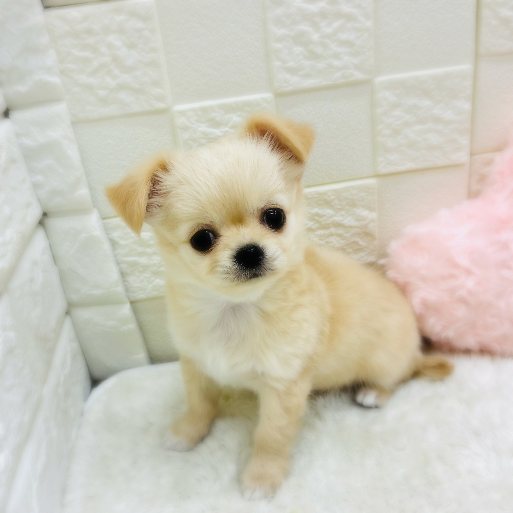 愛知県のチワワ(ロング) (犬の家＆猫の里アミーゴ神の倉店/2025年10月31日生まれ/男の子/クリームホワイト)の子犬の1枚目の画像