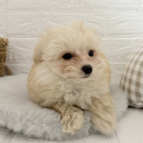 愛知県のチワプー/プーチー(チワワ×プードル) (犬の家＆猫の里豊川インター店/2025年10月28日生まれ/男の子/クリーム)の子犬の3枚目の画像