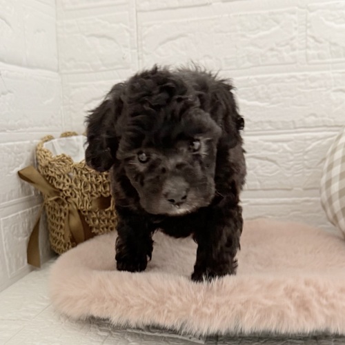 愛知県のトイプードル(トイ) (犬の家＆猫の里豊川インター店/2025年11月2日生まれ/女の子/シルバー)の子犬の3枚目の画像