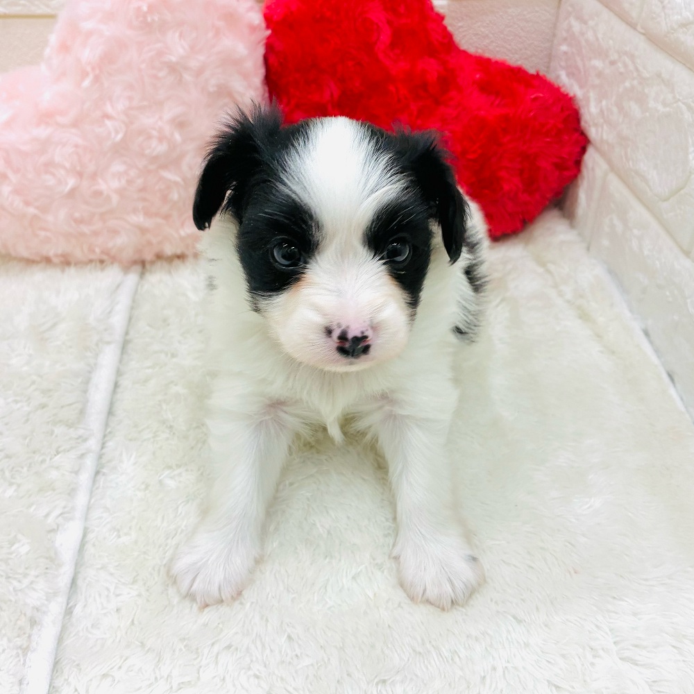 愛知県のパピヨン (犬の家＆猫の里アミーゴ神の倉店/2025年11月3日生まれ/女の子/ホワイトブラック)の子犬の3枚目の画像