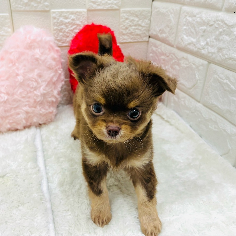 愛知県のチワワ(ロング) (犬の家＆猫の里アミーゴ神の倉店/2025年11月2日生まれ/男の子/チョコレートタン)の子犬の3枚目の画像