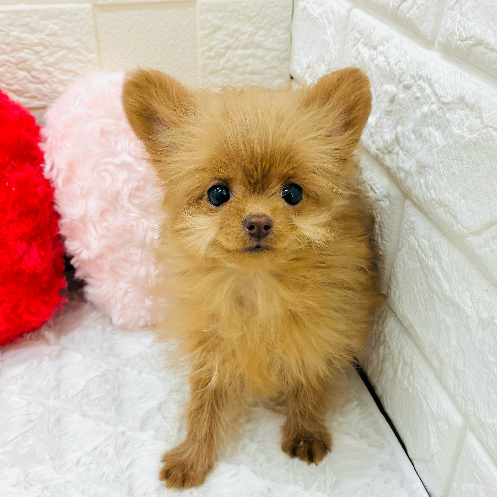 愛知県のチワプー/プーチー(チワワ×プードル) (犬の家＆猫の里アミーゴ神の倉店/2025年11月9日生まれ/女の子/レッド)の子犬の3枚目の画像