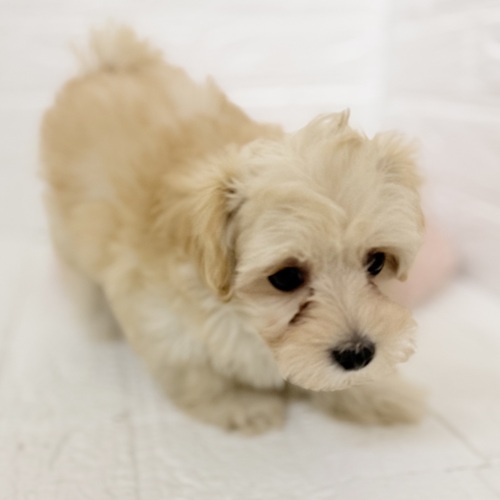 愛知県のマルプー(マルチーズ×プードル) (犬の家＆猫の里豊川インター店/2025年11月4日生まれ/女の子/クリーム)の子犬の3枚目の画像