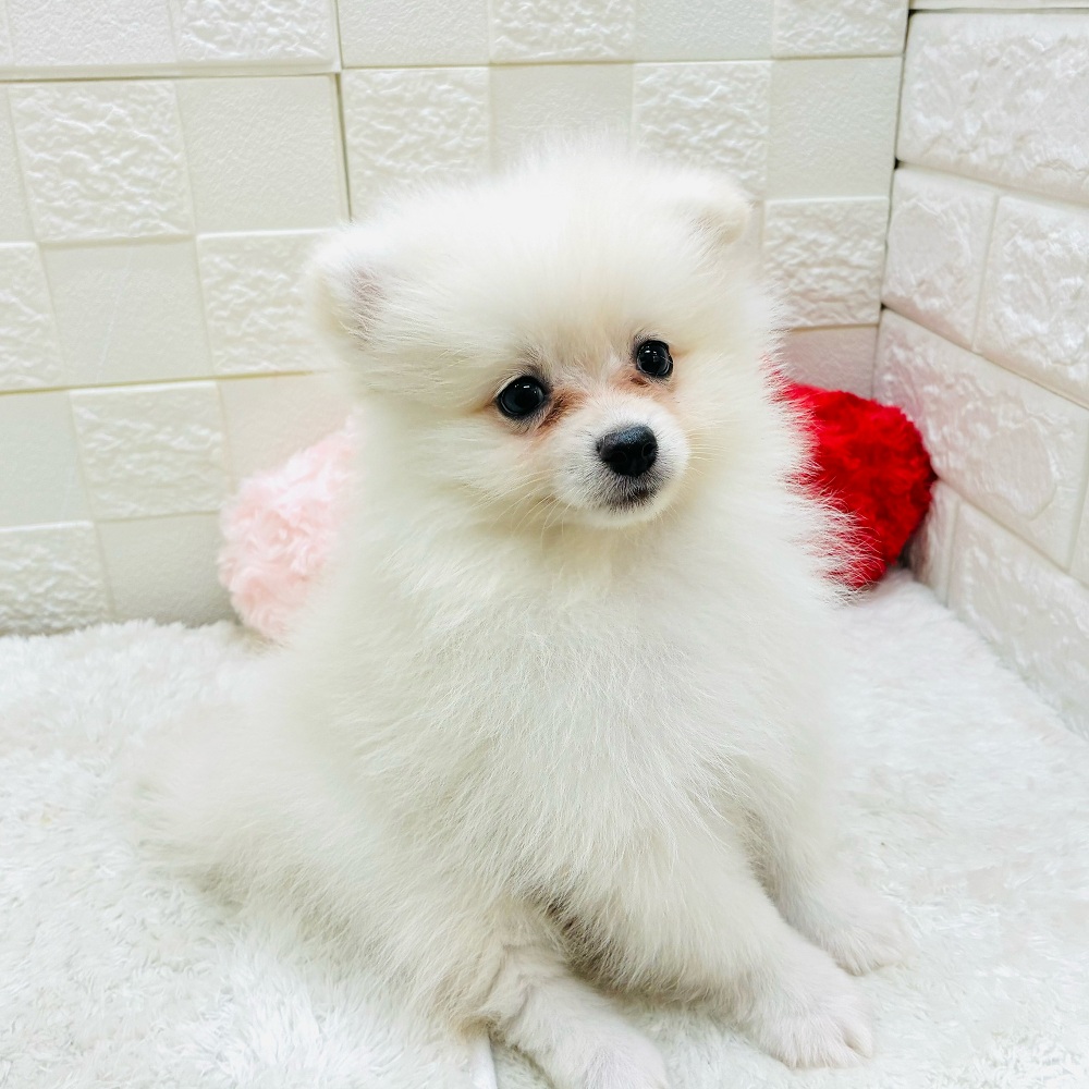 愛知県のポメラニアン (犬の家＆猫の里アミーゴ神の倉店/2025年11月9日生まれ/男の子/クリーム)の子犬の3枚目の画像