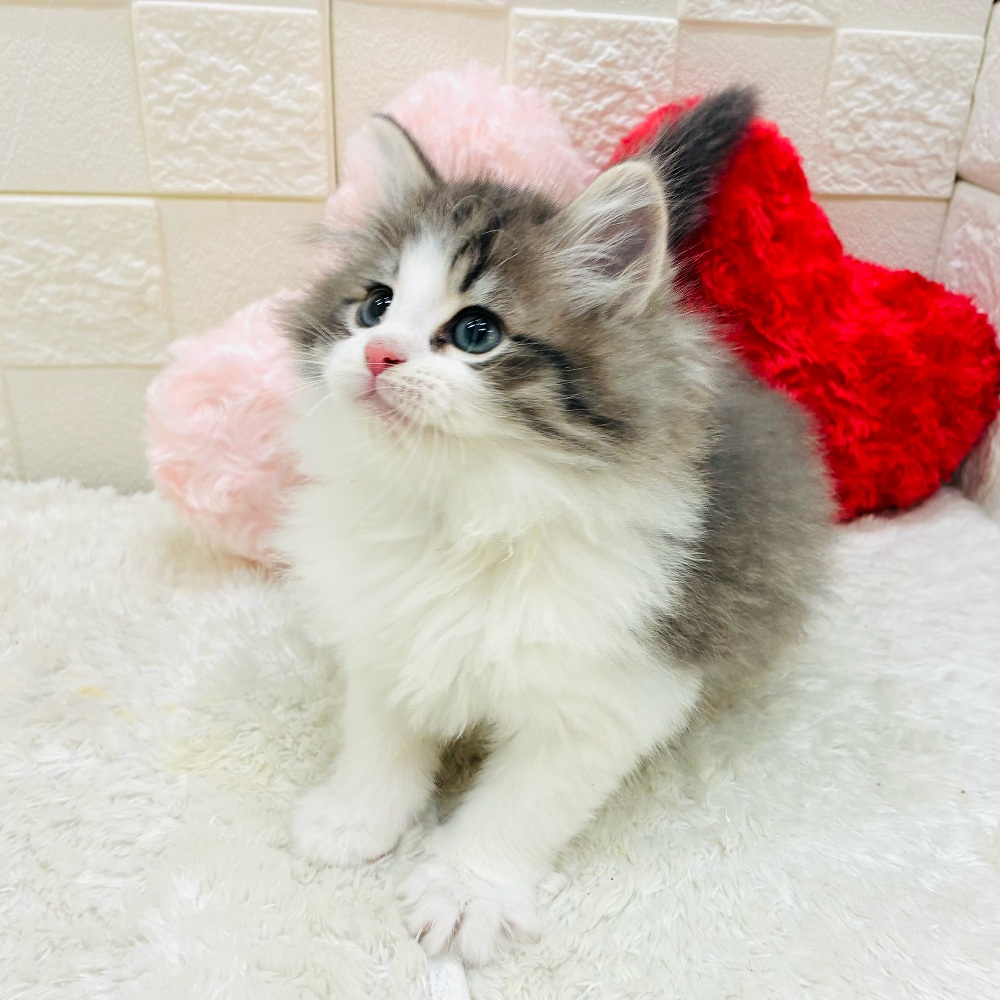 愛知県のノルウェージャンフォレストキャット (犬の家＆猫の里アミーゴ神の倉店/2025年11月8日生まれ/男の子/ブルータビーホワイト)の子猫の3枚目の画像