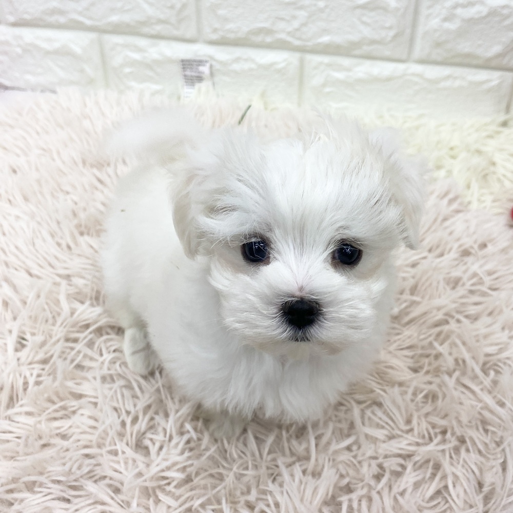 愛知県のマルチーズ (犬の家＆猫の里MEGAドン・キホーテ東海名和店/2025年11月11日生まれ/女の子/ホワイト)の子犬