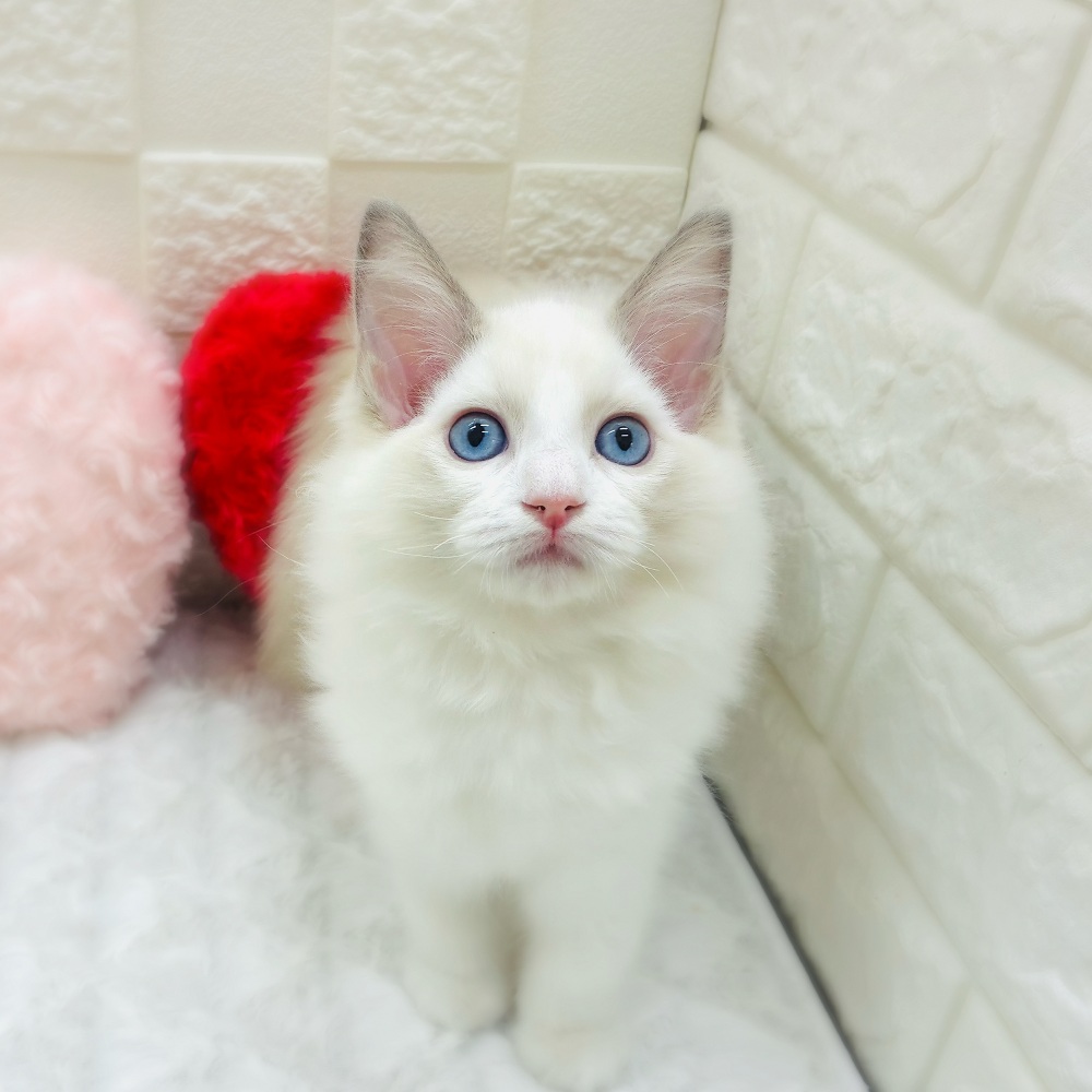 ラグドール男の子の写真