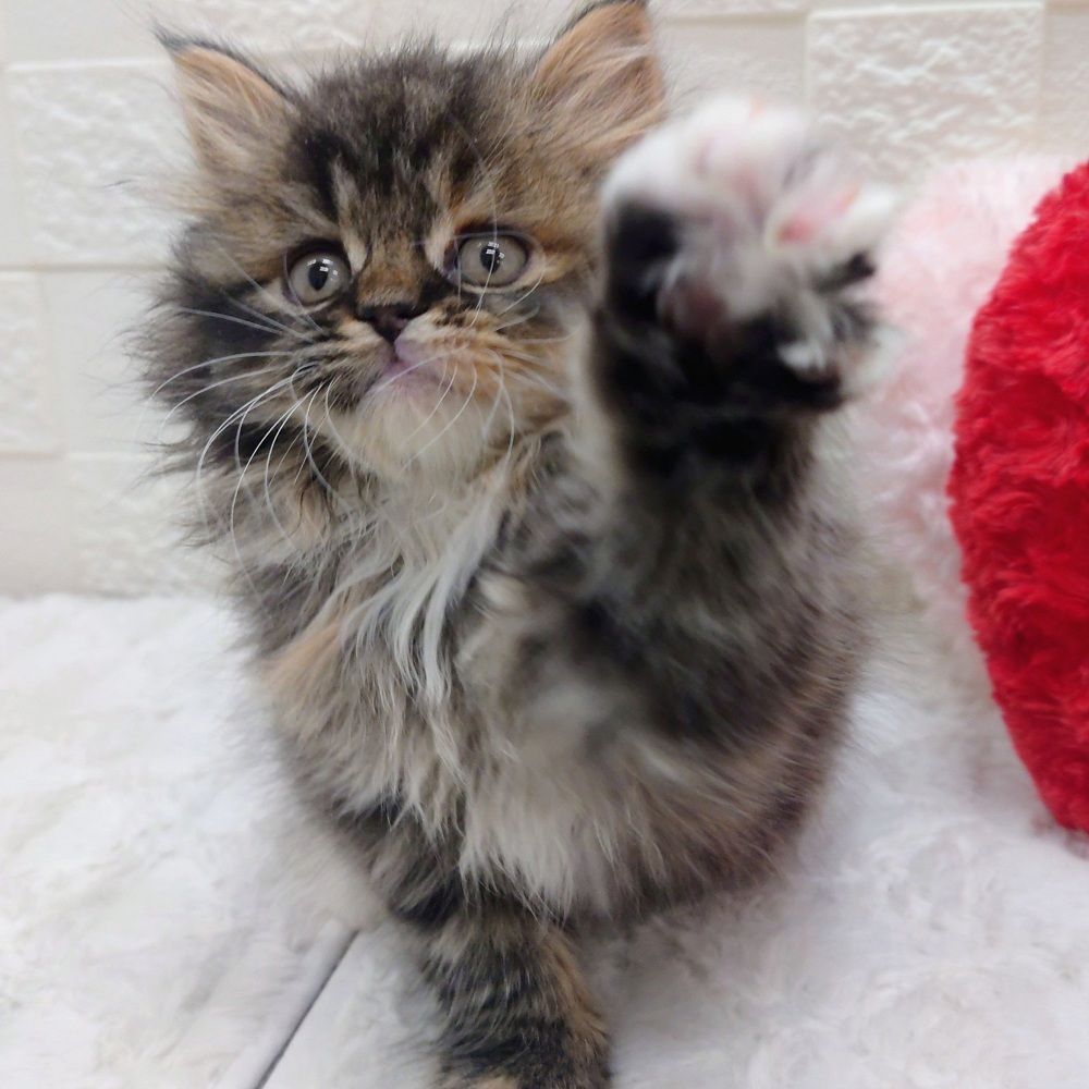 愛知県のスコティッシュストレート (犬の家＆猫の里アミーゴ神の倉店/2025年12月2日生まれ/女の子/ブラックタビーホワイト)の子猫の3枚目の画像