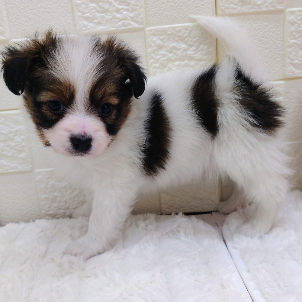 愛知県のパピヨン (犬の家＆猫の里アミーゴ神の倉店/2025年12月1日生まれ/男の子/ホワイトブラウン)の子犬の3枚目の画像