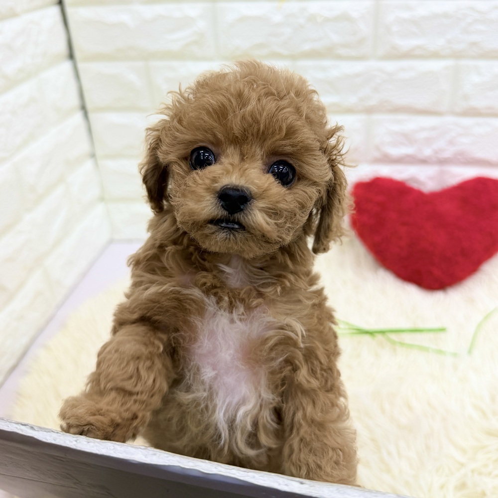 愛知県のトイプードル(トイ) (犬の家＆猫の里MEGAドン・キホーテ東海名和店/2025年12月8日生まれ/男の子/レッドフォーン)の子犬の3枚目の画像