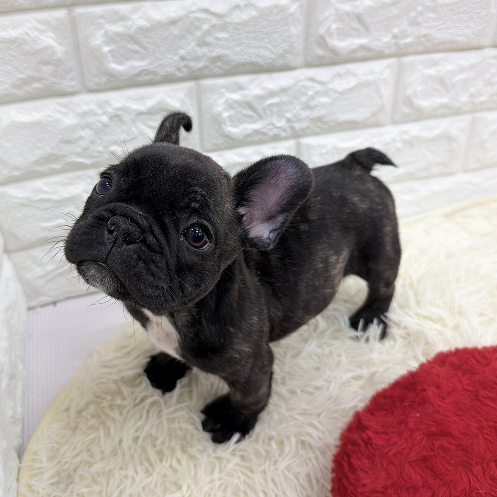 愛知県のフレンチブルドッグ (犬の家＆猫の里MEGAドン・キホーテ東海名和店/2025年12月13日生まれ/男の子/ブリンドル)の子犬の3枚目の画像