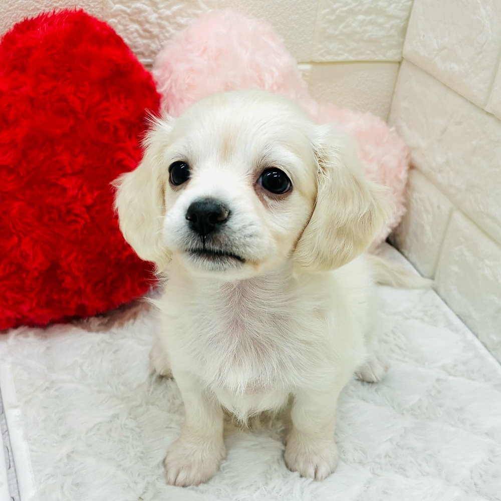 愛知県のチワックス(チワワ×ダックス) (犬の家＆猫の里アミーゴ神の倉店/2025年12月21日生まれ/女の子/クリーム)の子犬の3枚目の画像