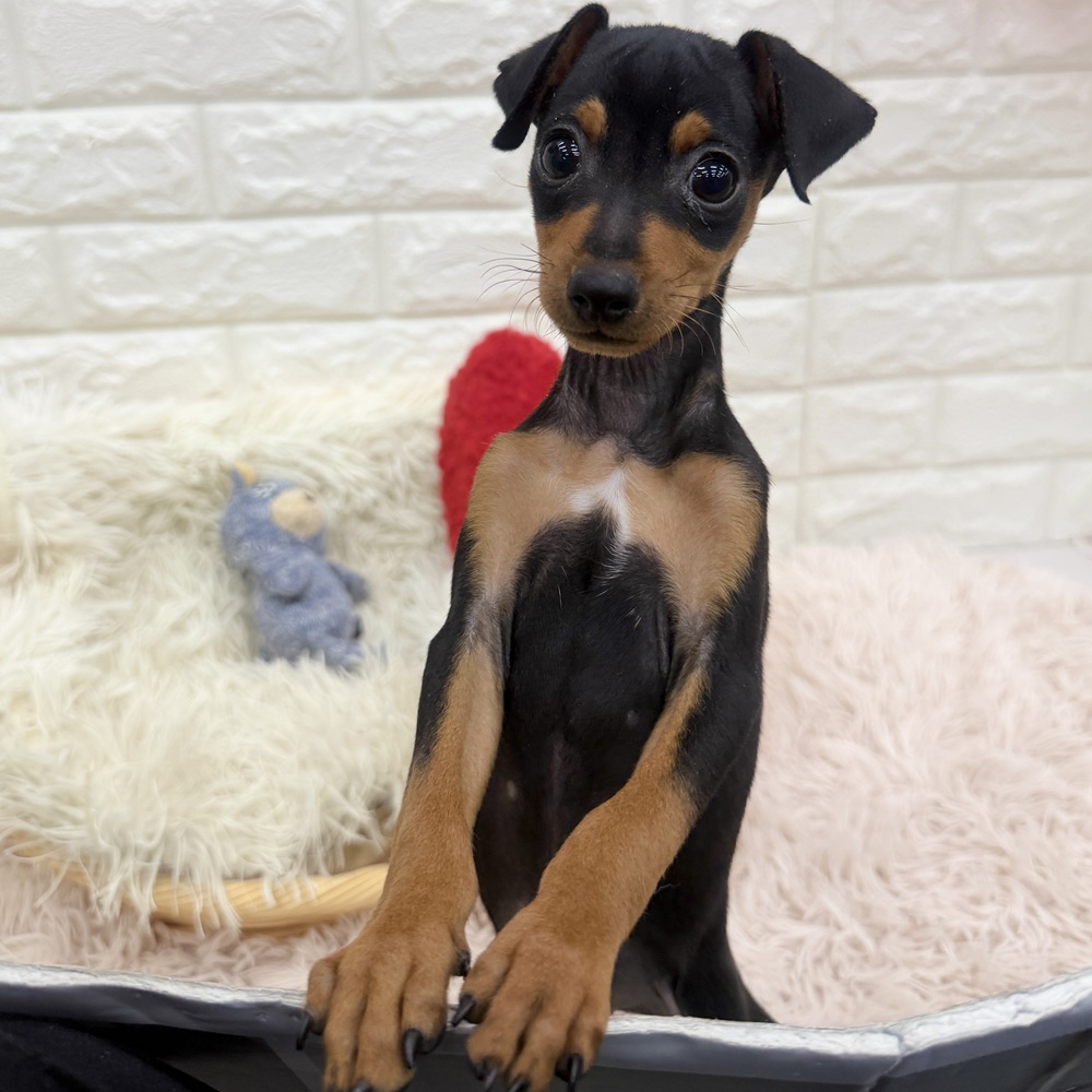 愛知県のミニチュアピンシャー (犬の家＆猫の里MEGAドン・キホーテ東海名和店/2025年12月28日生まれ/男の子/ブラックタン)の子犬の3枚目の画像