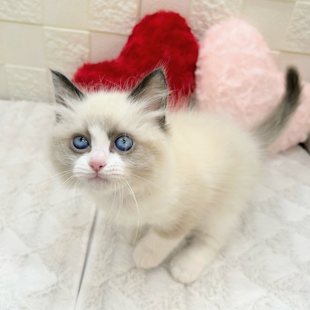 愛知県のラグドール (犬の家＆猫の里アミーゴ神の倉店/2025年12月31日生まれ/女の子/シールポイントバイカラー)の子猫の3枚目の画像