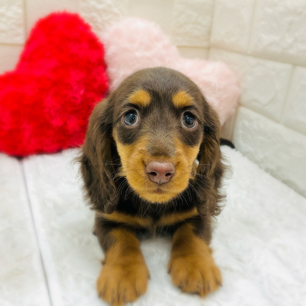 愛知県のミニチュアダックスフンド(ロング) (犬の家＆猫の里アミーゴ神の倉店/2025年12月31日生まれ/男の子/チョコレートタン)の子犬の1枚目の画像