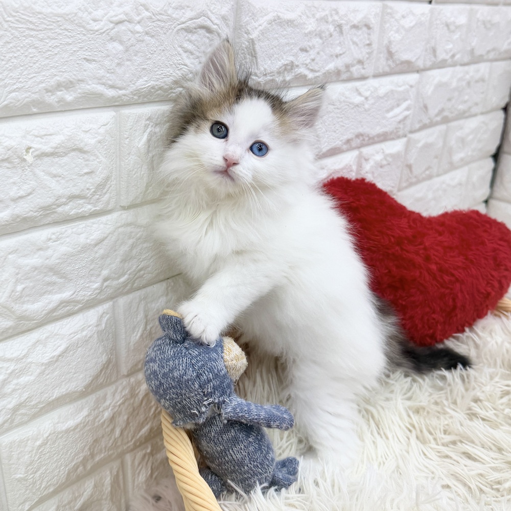 愛知県のノルウェージャンフォレストキャット (犬の家＆猫の里MEGAドン・キホーテ東海名和店/2026年1月2日生まれ/男の子/ブラウンタビーホワイト)の子猫の3枚目の画像