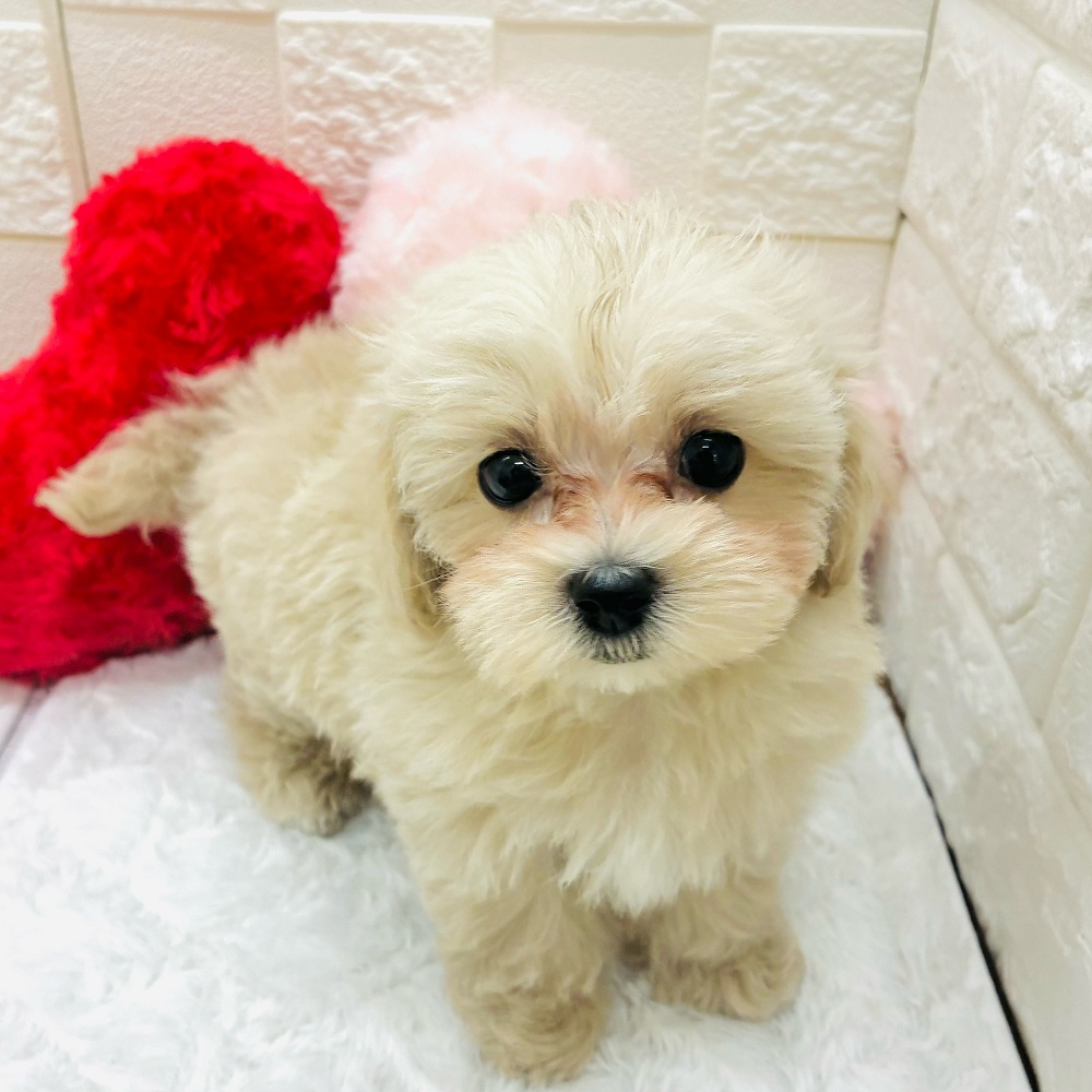 愛知県のマルプー(マルチーズ×プードル) (犬の家＆猫の里アミーゴ神の倉店/2026年1月4日生まれ/女の子/クリーム)の子犬の3枚目の画像