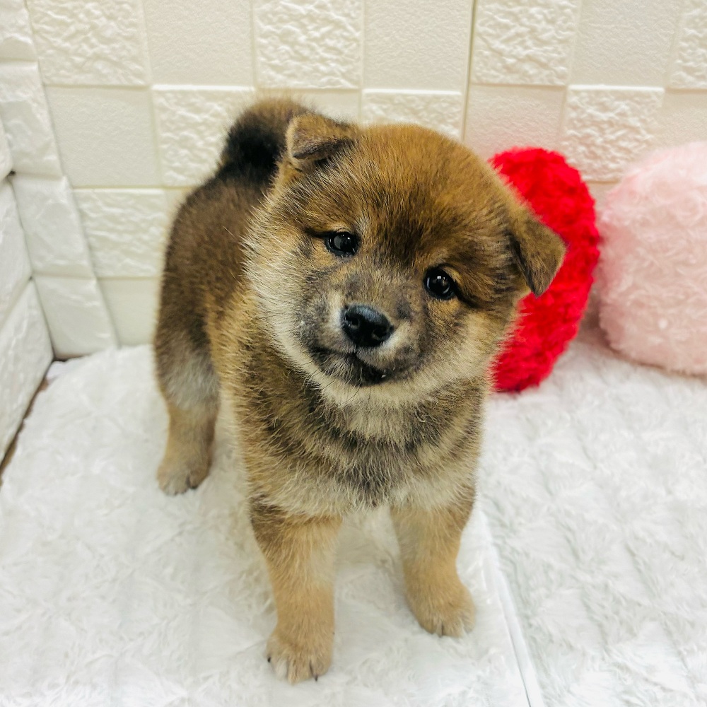 愛知県の柴犬(標準サイズ) (犬の家＆猫の里アミーゴ神の倉店/2026年1月2日生まれ/女の子/赤)の子犬の3枚目の画像
