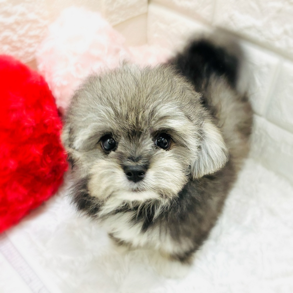 愛知県のチワプー/プーチー(チワワ×プードル) (犬の家＆猫の里アミーゴ神の倉店/2026年1月5日生まれ/男の子/クリームセーブル)の子犬の3枚目の画像