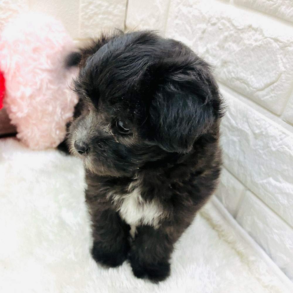 愛知県のマルプー(マルチーズ×プードル) (犬の家＆猫の里アミーゴ神の倉店/2026年1月12日生まれ/女の子/シルバー)の子犬の3枚目の画像