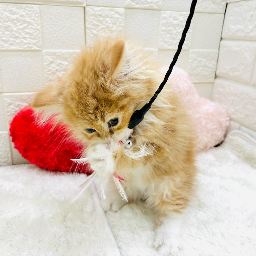 愛知県のサイベリアン (犬の家＆猫の里アミーゴ神の倉店/2025年12月29日生まれ/男の子/レッドタビーホワイト)の子猫の3枚目の画像