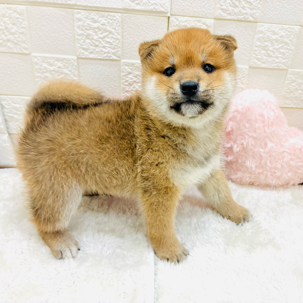 愛知県の柴犬(標準サイズ) (犬の家＆猫の里アミーゴ神の倉店/2026年1月14日生まれ/男の子/赤)の子犬の3枚目の画像