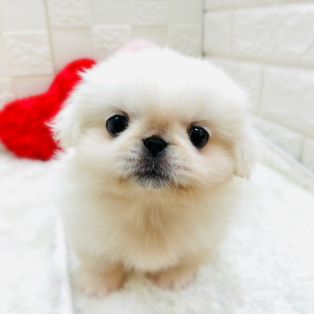 愛知県のペキニーズ (犬の家＆猫の里アミーゴ神の倉店/2026年1月14日生まれ/男の子/ホワイト)の子犬の3枚目の画像