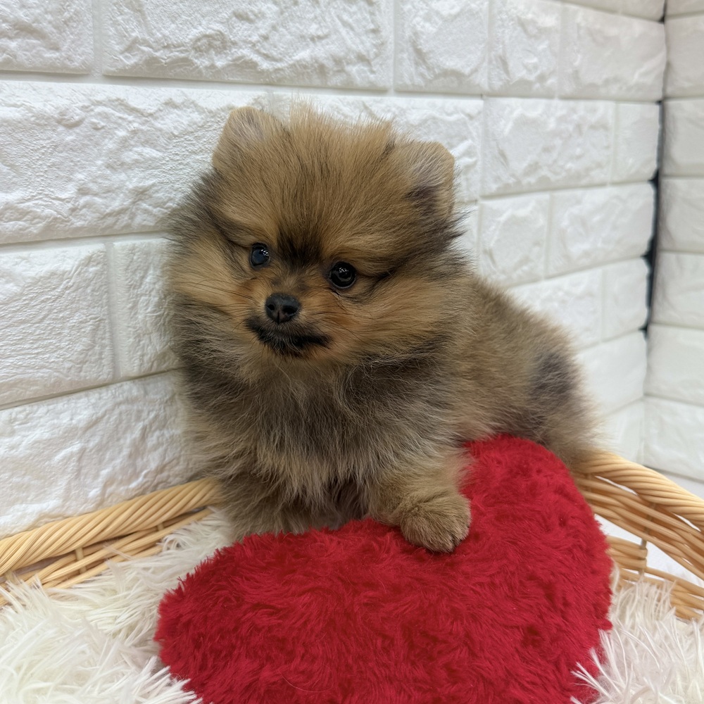 愛知県のポメラニアン (犬の家＆猫の里MEGAドン・キホーテ東海名和店/2026年1月12日生まれ/男の子/オレンジセーブル)の子犬の3枚目の画像