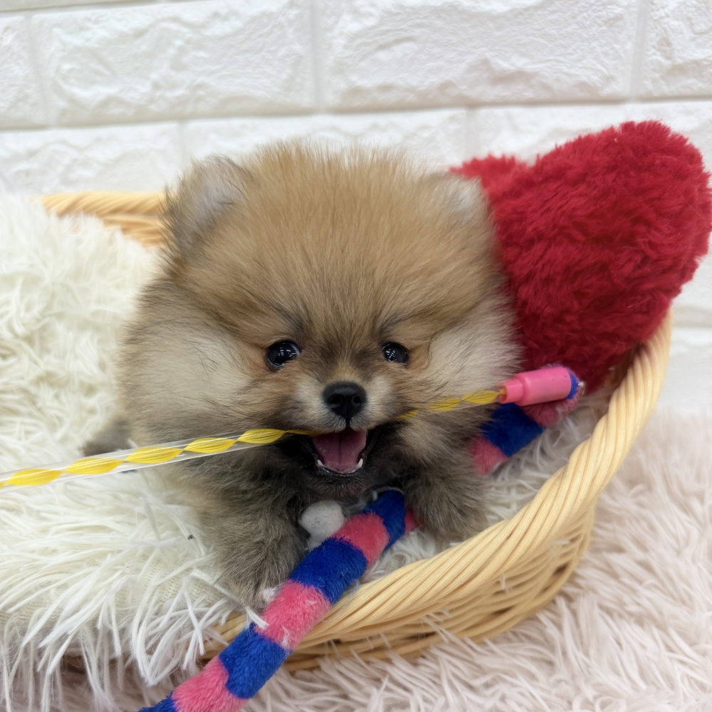 愛知県のポメラニアン (犬の家＆猫の里MEGAドン・キホーテ東海名和店/2026年1月22日生まれ/女の子/オレンジ)の子犬の3枚目の画像