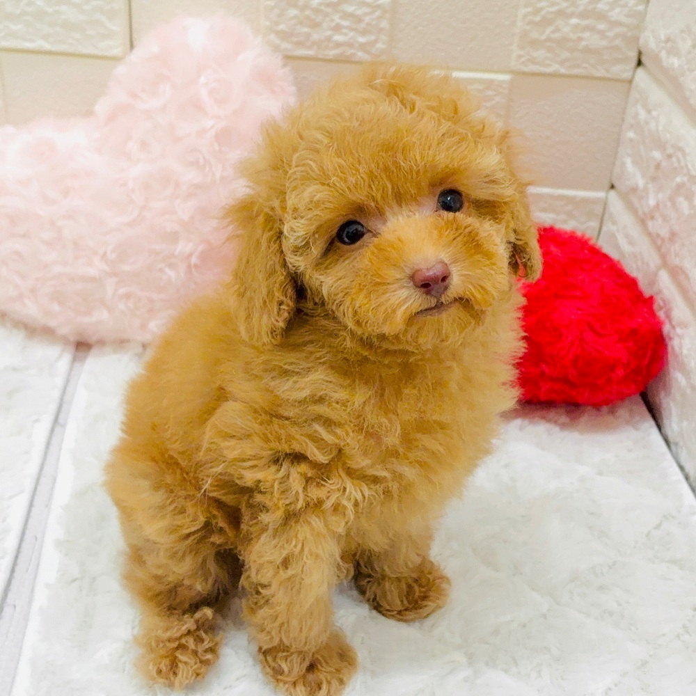 愛知県のトイプードル(トイ) (犬の家＆猫の里アミーゴ神の倉店/2026年2月1日生まれ/男の子/オレンジフォーン)の子犬の3枚目の画像