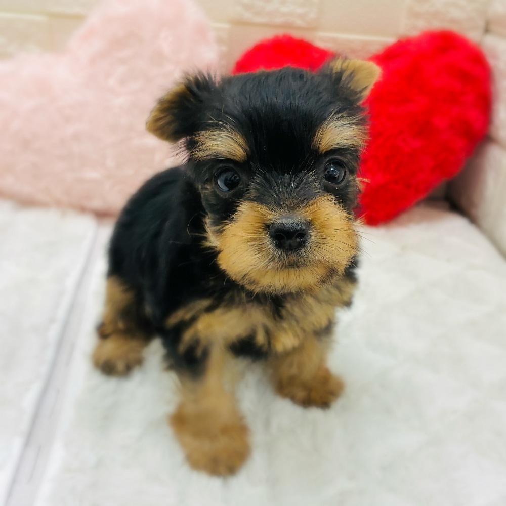 愛知県のヨークシャーテリア (犬の家＆猫の里アミーゴ神の倉店/2026年1月31日生まれ/女の子/スチールブルータン)の子犬の3枚目の画像