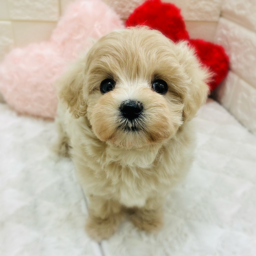 愛知県のマルプー(マルチーズ×プードル) (犬の家＆猫の里アミーゴ神の倉店/2026年2月3日生まれ/女の子/クリーム)の子犬の3枚目の画像