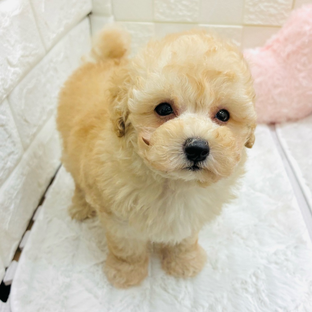 愛知県のトイプードル(トイ) (犬の家＆猫の里アミーゴ神の倉店/2026年2月3日生まれ/男の子/ペールフォーン)の子犬の3枚目の画像