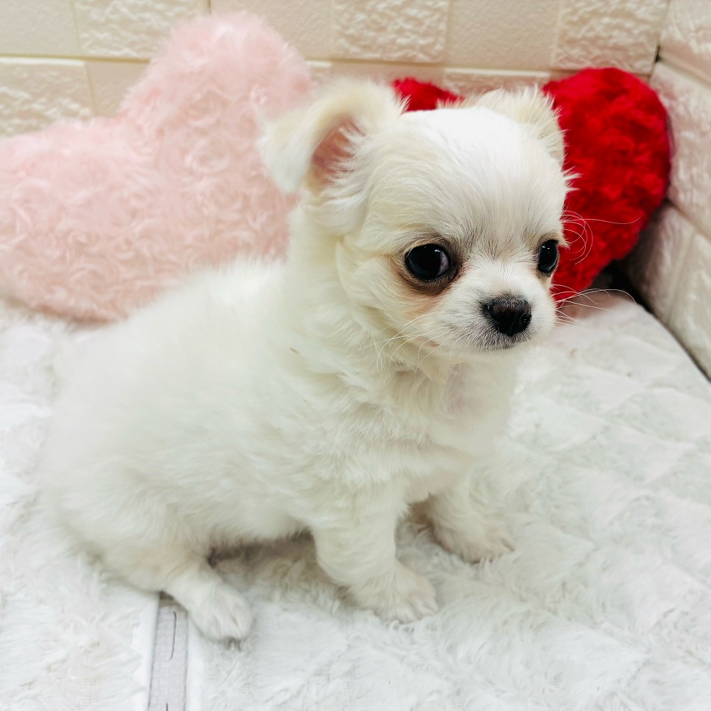 愛知県のチワワ(ロング) (犬の家＆猫の里アミーゴ神の倉店/2026年2月4日生まれ/女の子/クリームホワイト)の子犬の3枚目の画像