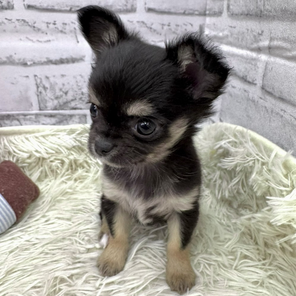愛知県のチワワ(ロング) (犬の家＆猫の里MEGAドン・キホーテ東海名和店/2026年2月4日生まれ/女の子/ブラックタンホワイト)の子犬の3枚目の画像