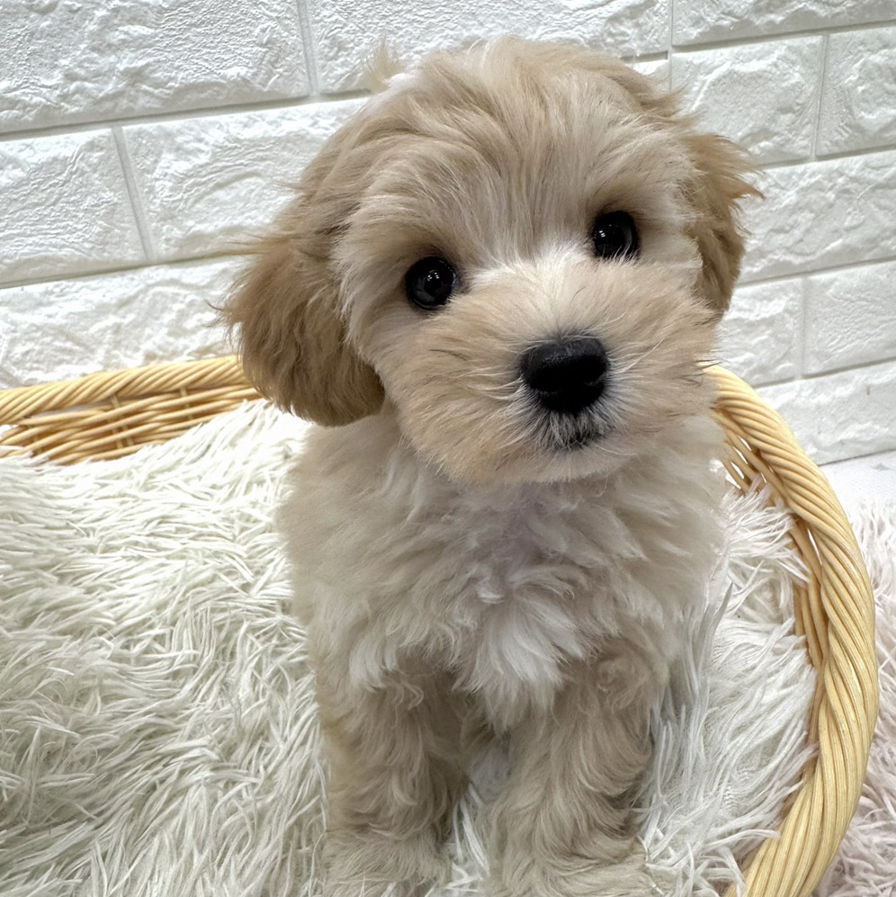 愛知県のマルプー(マルチーズ×プードル) (犬の家＆猫の里MEGAドン・キホーテ東海名和店/2026年2月7日生まれ/女の子/アプリコットホワイト)の子犬の3枚目の画像