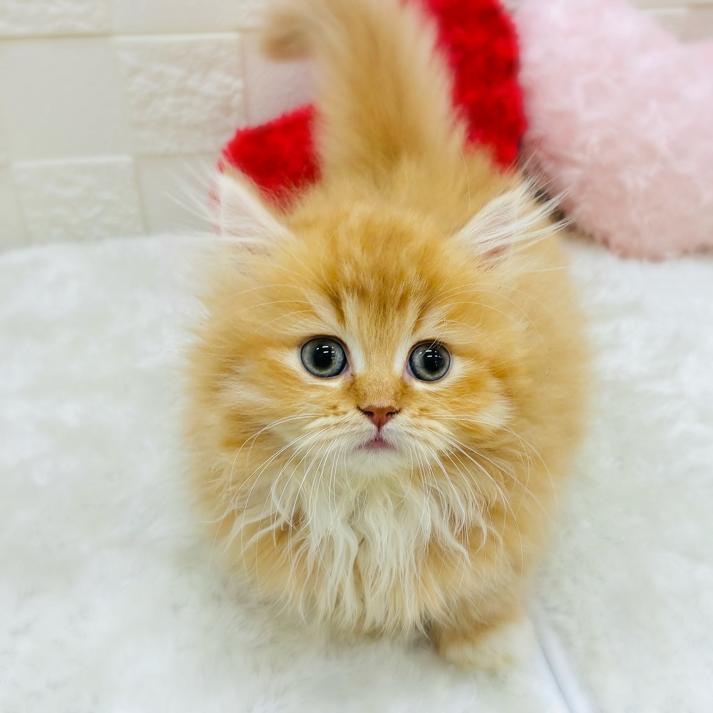 愛知県のミヌエット (犬の家＆猫の里アミーゴ神の倉店/2026年2月8日生まれ/男の子/レッドタビーホワイト)の子猫の1枚目の画像