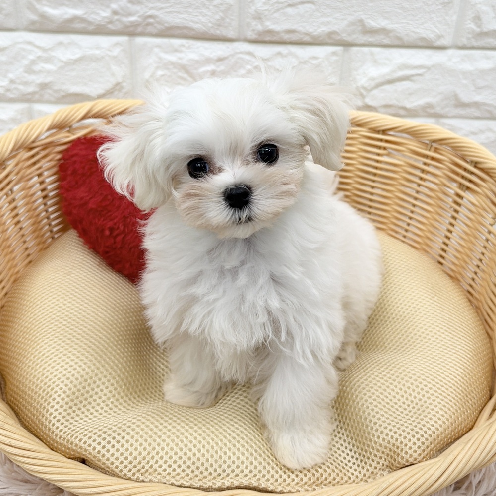 愛知県のマルチーズ (犬の家＆猫の里MEGAドン・キホーテ東海名和店/2026年2月16日生まれ/女の子/ホワイト)の子犬の1枚目の画像