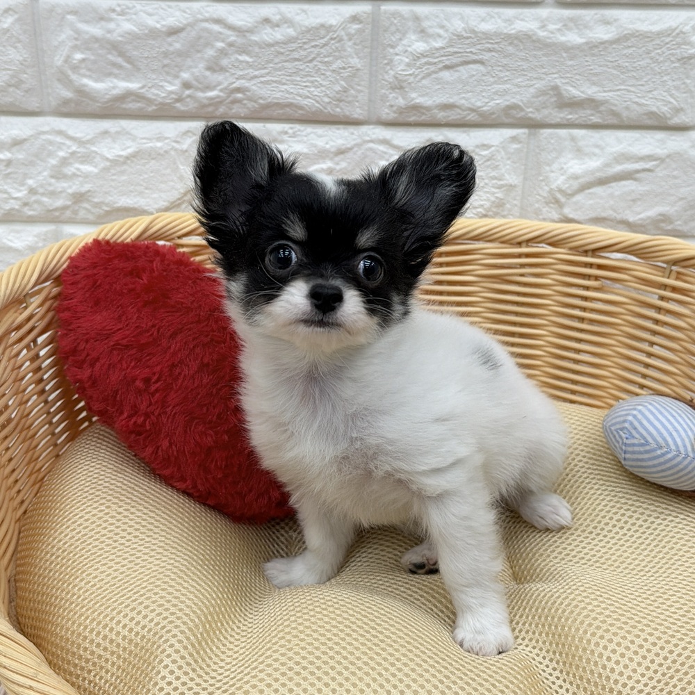愛知県のチワワ(ロング) (犬の家＆猫の里MEGAドン・キホーテ東海名和店/2026年2月22日生まれ/女の子/ホワイトブラックタン)の子犬の1枚目の画像