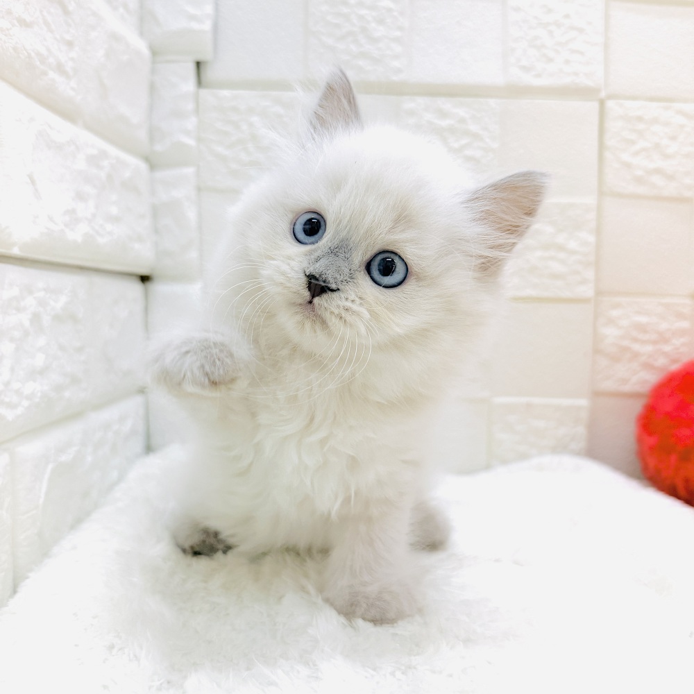 愛知県のスコティッシュストレート (犬の家＆猫の里アミーゴ神の倉店/2026年2月28日生まれ/男の子/ブルーポイント)の子猫の3枚目の画像